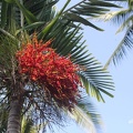 Palme (Kentiopsis oliviformis)